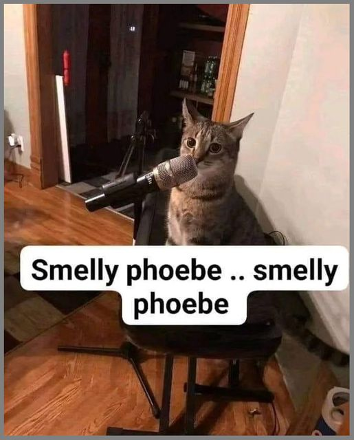 Phoebe